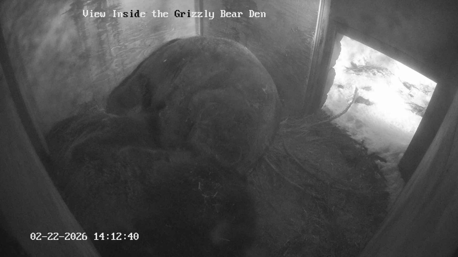 Webcam Grouse Mountain: Bear Den Cam