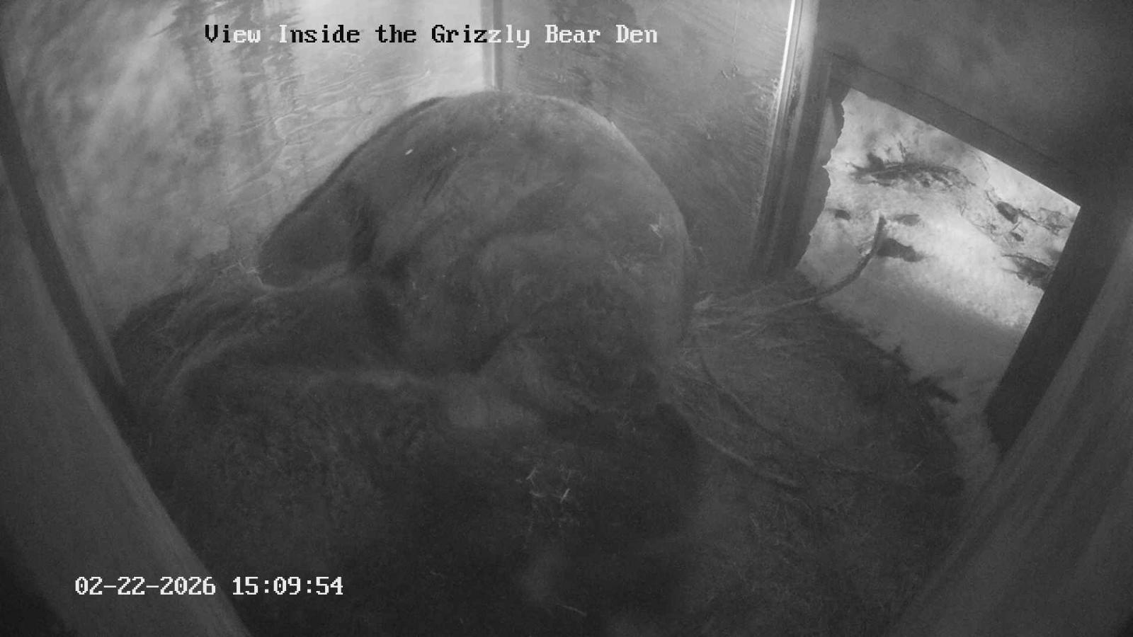 Webcam Grouse Mountain: Bear Den Cam