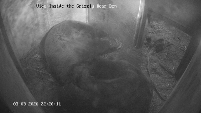 Webcam Grouse Mountain: Bear Den Cam