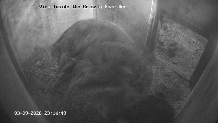 Webcam Grouse Mountain: Bear Den Cam