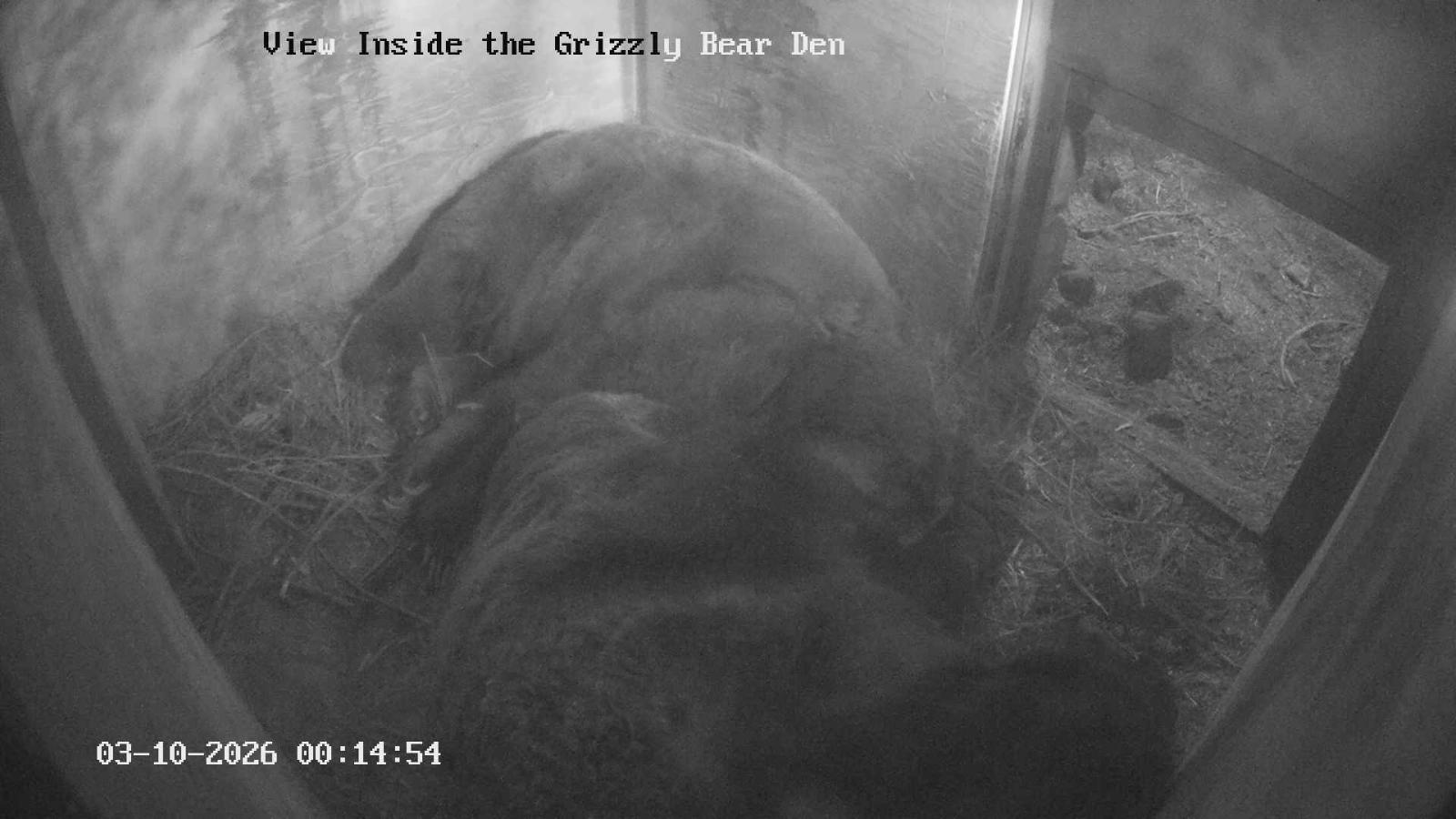 Webcam Grouse Mountain: Bear Den Cam