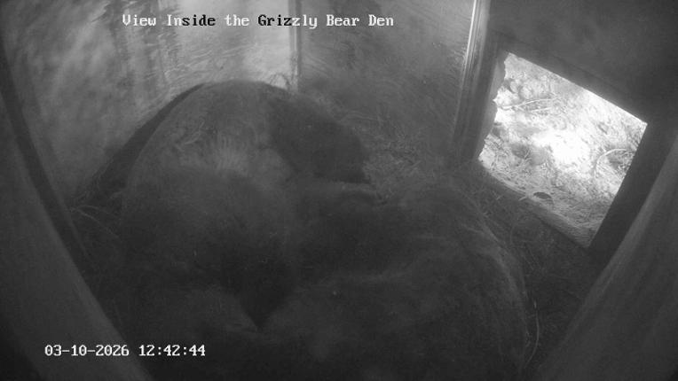 Webcam Grouse Mountain: Bear Den Cam