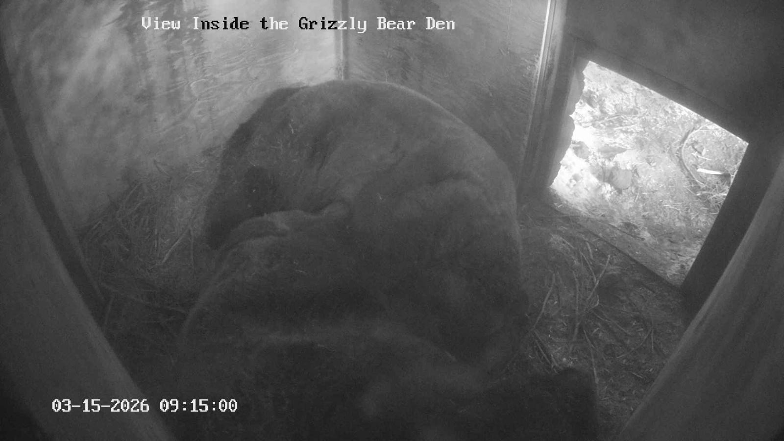 Webcam Grouse Mountain: Bear Den Cam