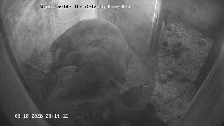 Webcam Grouse Mountain: Bear Den Cam