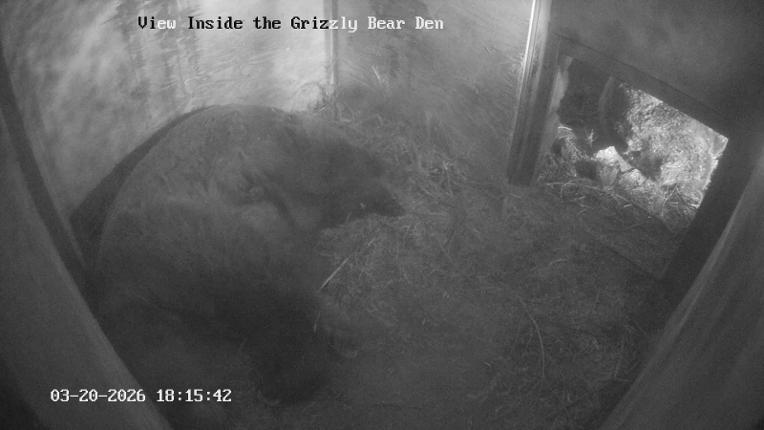 Webcam Grouse Mountain: Bear Den Cam
