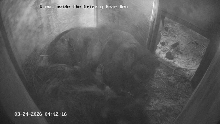 Webcam Grouse Mountain: Bear Den Cam