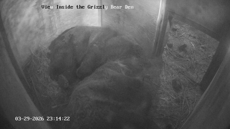 Webcam Grouse Mountain: Bear Den Cam