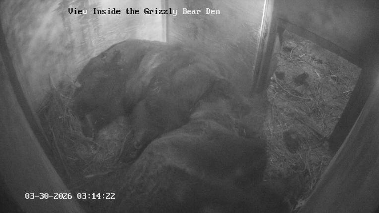 Webcam Grouse Mountain: Bear Den Cam