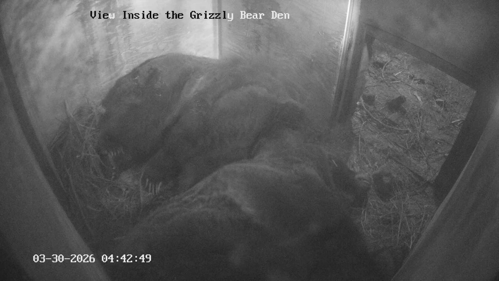 Webcam Grouse Mountain: Bear Den Cam