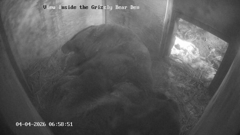 Webcam Grouse Mountain: Bear Den Cam