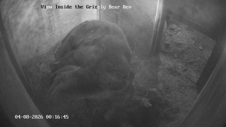 Webcam Grouse Mountain: Bear Den Cam