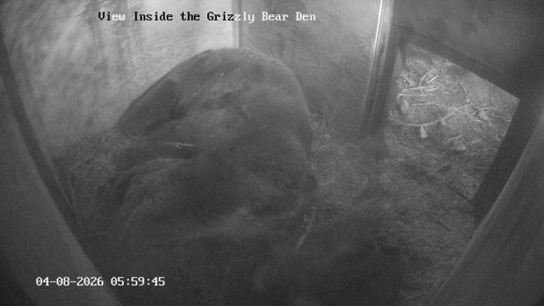 Webcam Grouse Mountain: Bear Den Cam