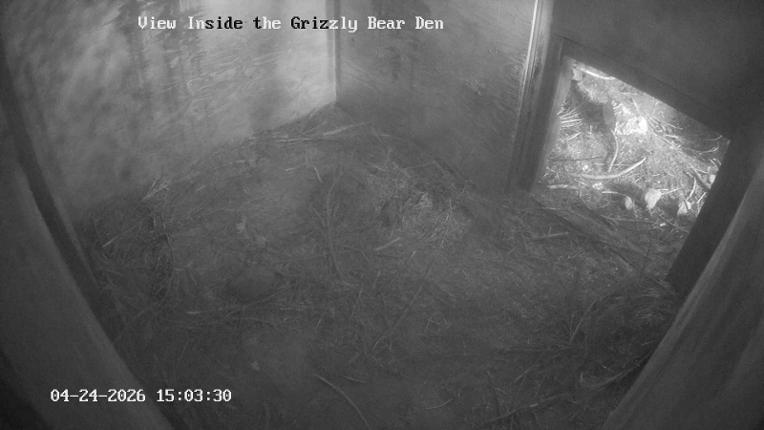 Webcam Grouse Mountain: Bear Den Cam