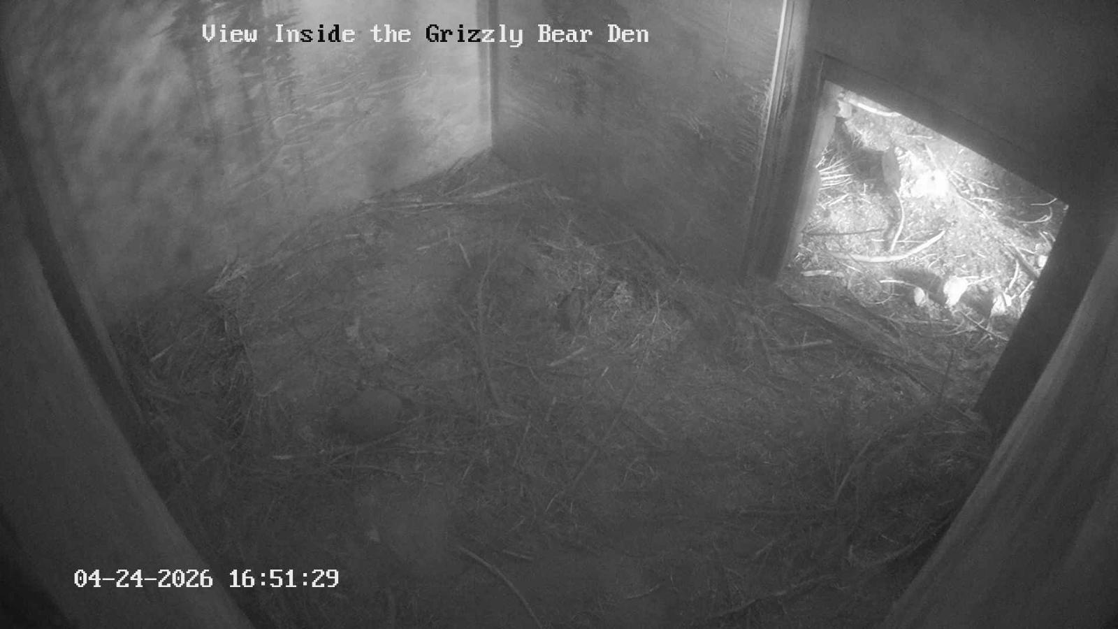 Webcam Grouse Mountain: Bear Den Cam