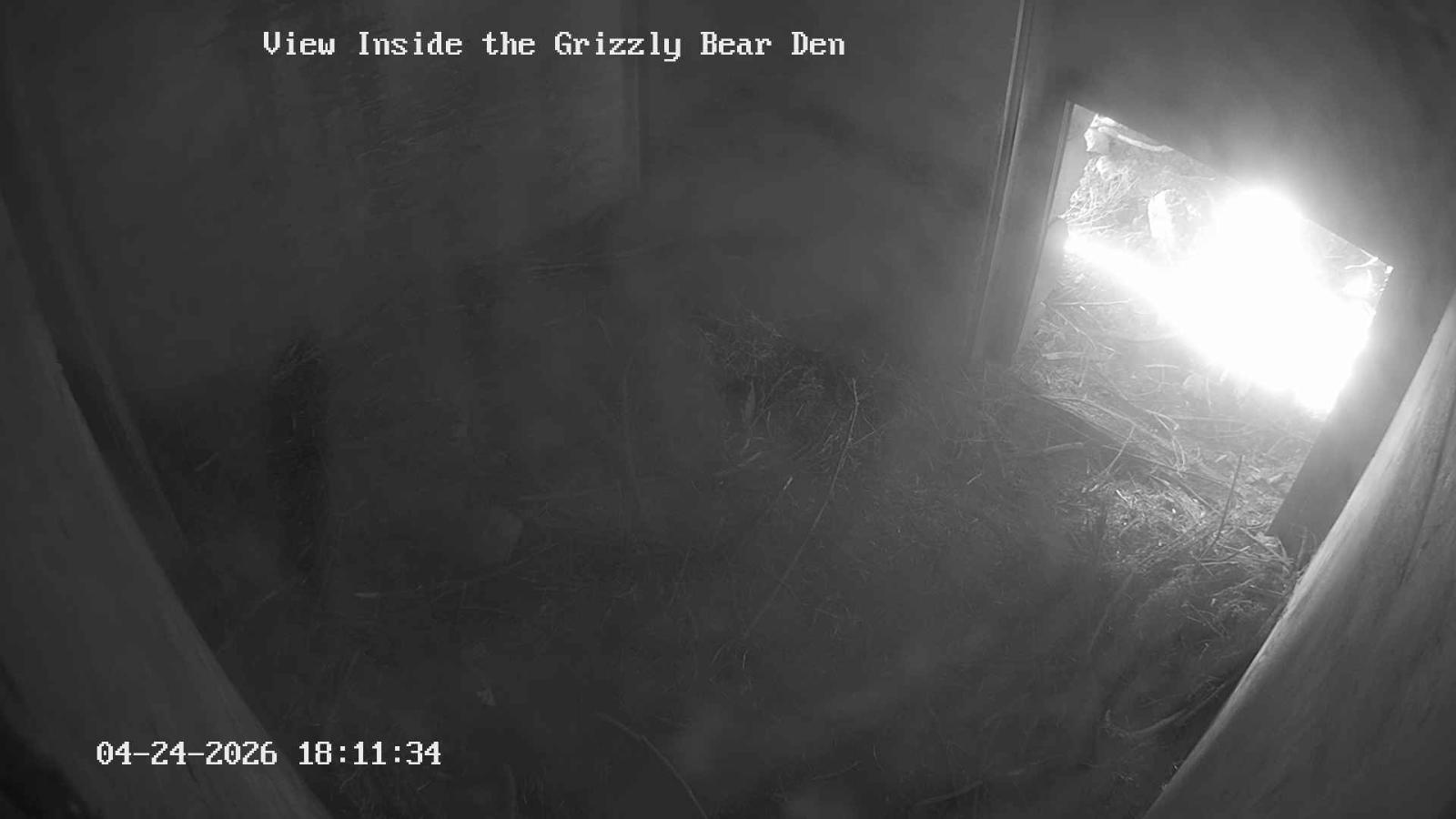 Webcam Grouse Mountain: Bear Den Cam