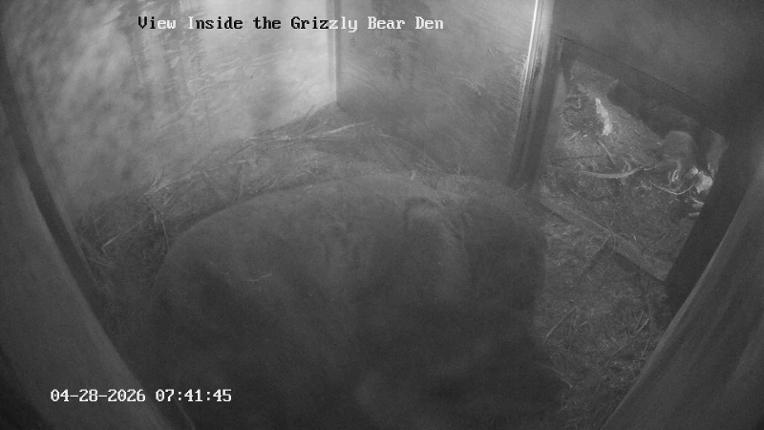Webcam Grouse Mountain: Bear Den Cam