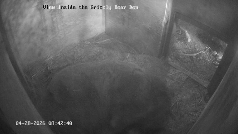 Webcam Grouse Mountain: Bear Den Cam