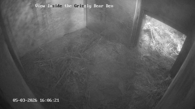 Webcam Grouse Mountain: Bear Den Cam