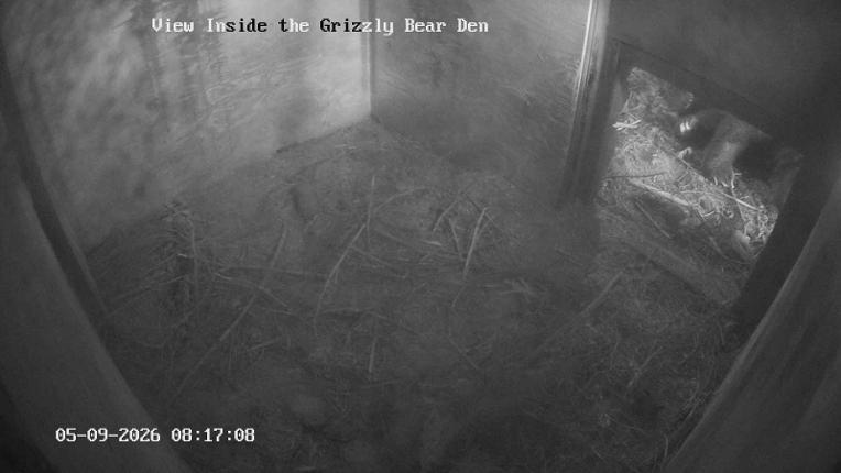 Webcam Grouse Mountain: Bear Den Cam