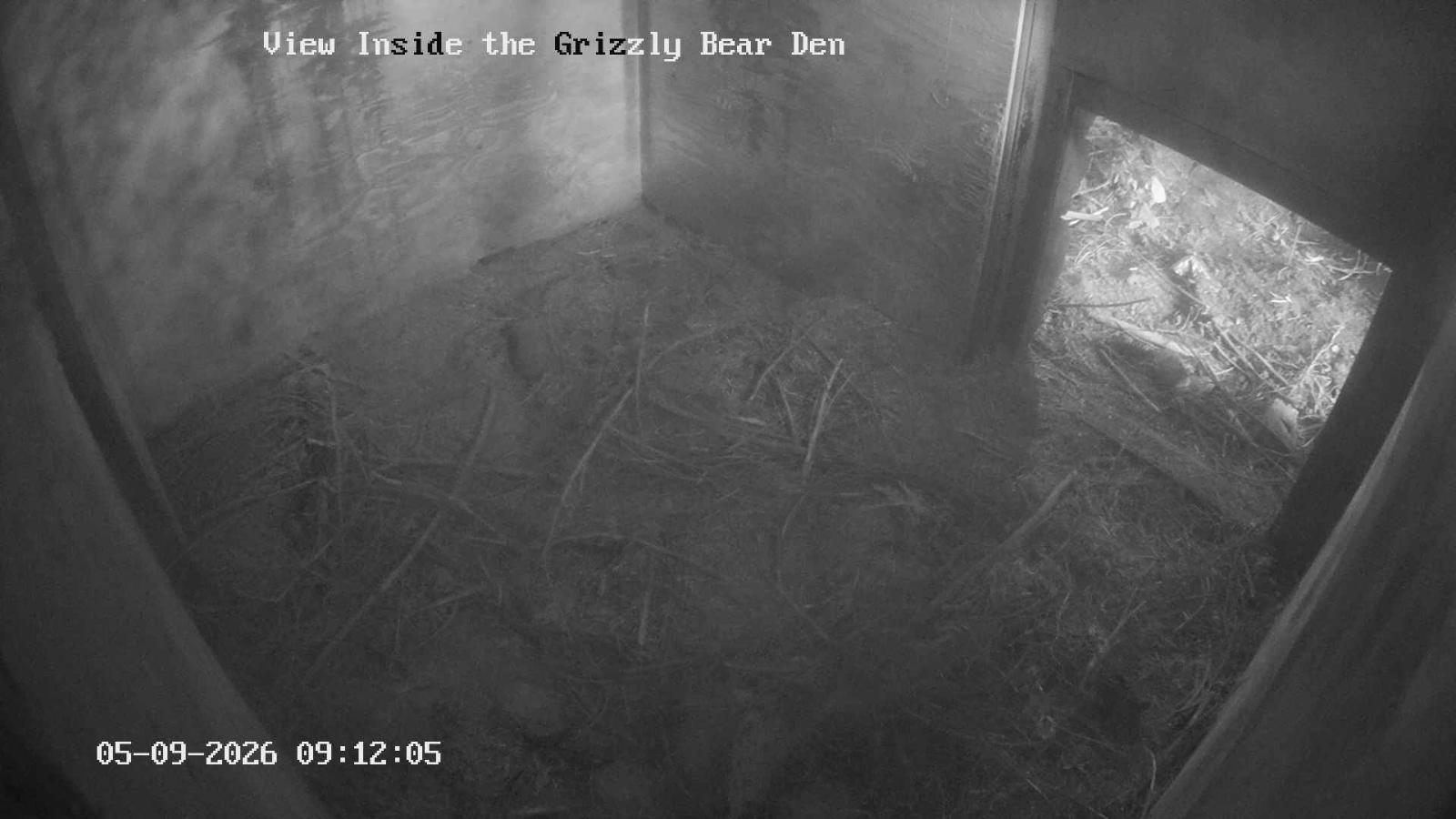 Webcam Grouse Mountain: Bear Den Cam