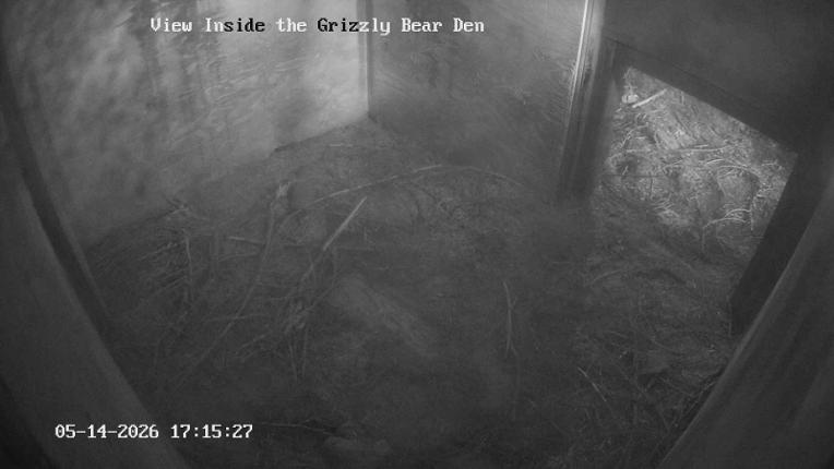 Webcam Grouse Mountain: Bear Den Cam