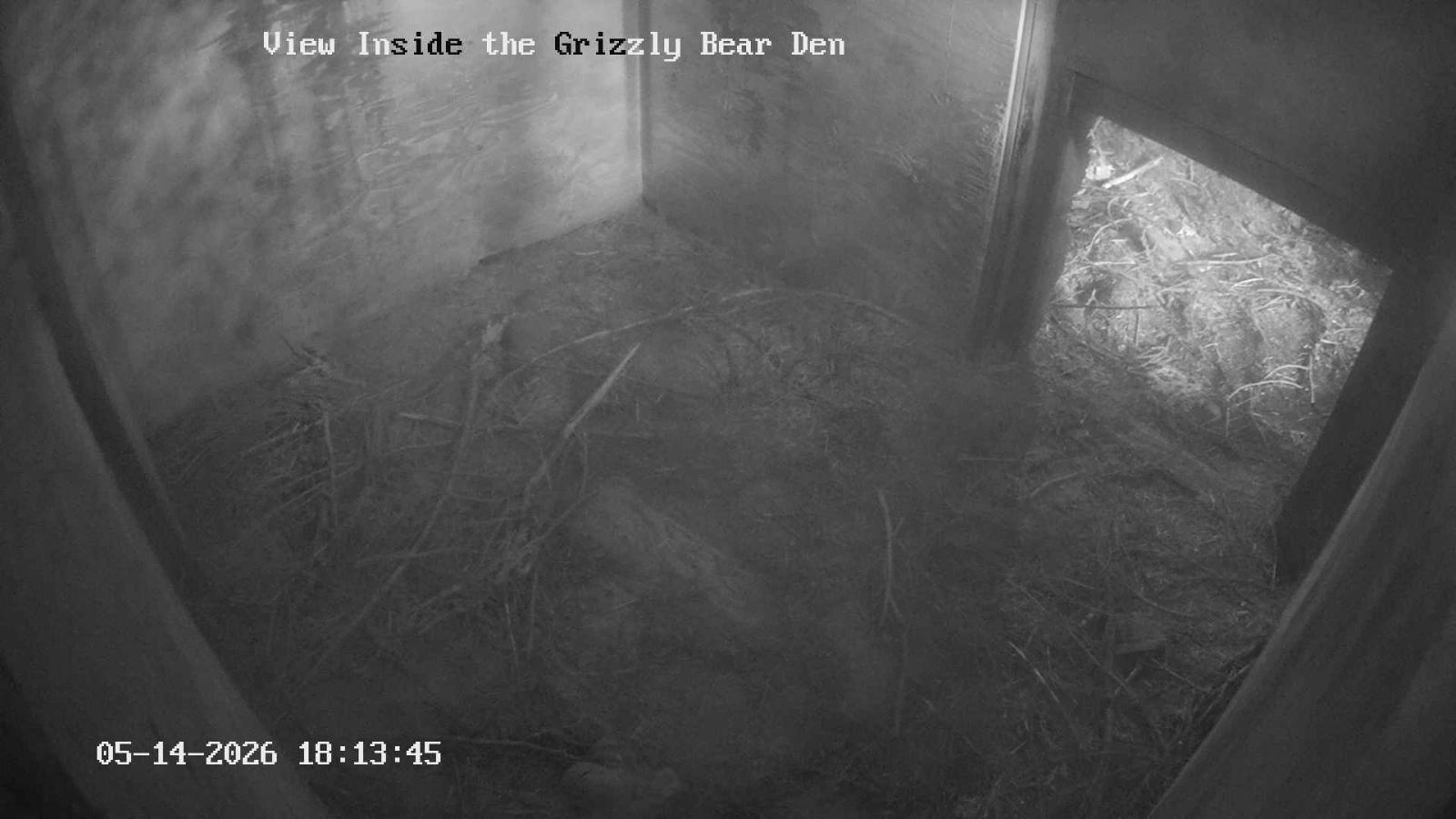 Webcam Grouse Mountain: Bear Den Cam