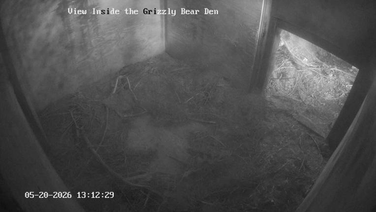 Webcam Grouse Mountain: Bear Den Cam