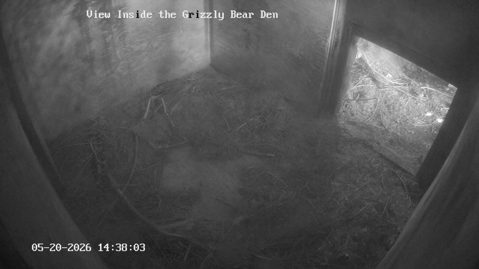 Webcam Grouse Mountain: Bear Den Cam