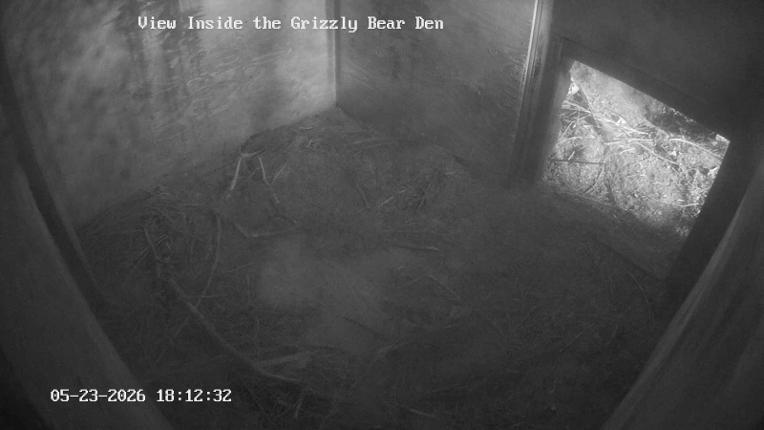 Webcam Grouse Mountain: Bear Den Cam