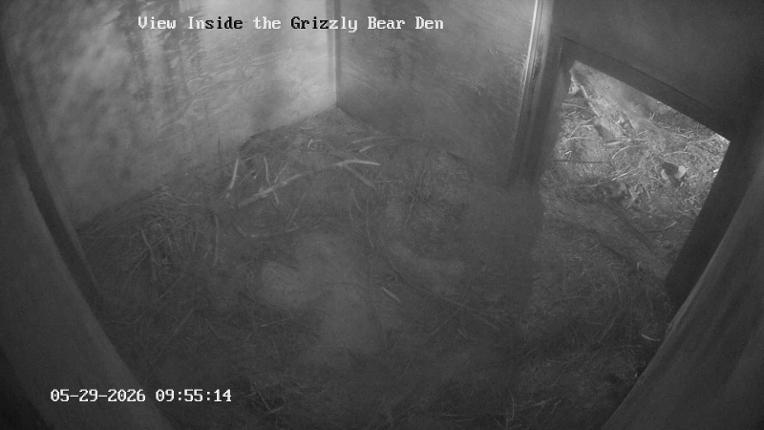 Webcam Grouse Mountain: Bear Den Cam