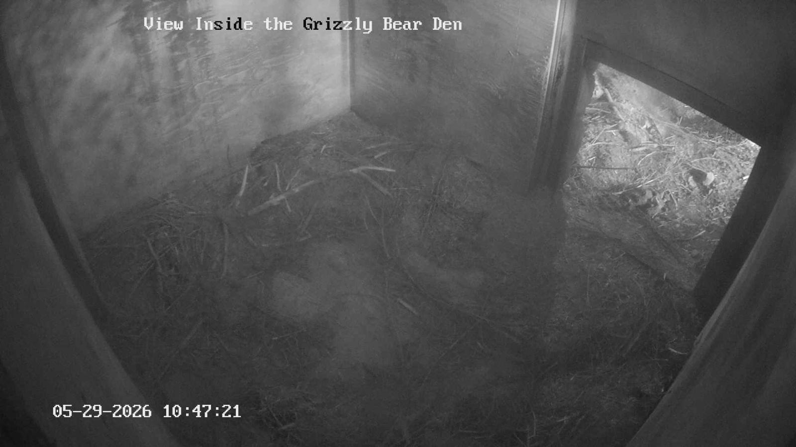 Webcam Grouse Mountain: Bear Den Cam
