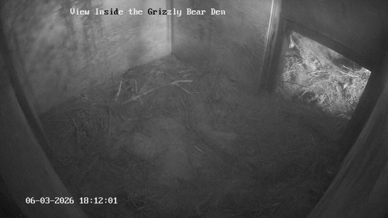 Webcam Grouse Mountain: Bear Den Cam