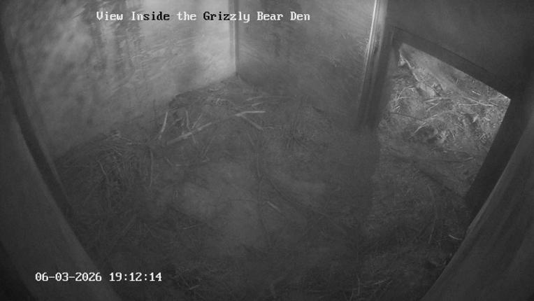 Webcam Grouse Mountain: Bear Den Cam