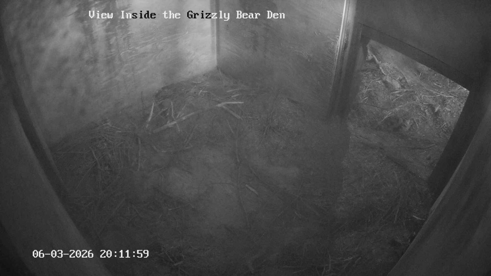 Webcam Grouse Mountain: Bear Den Cam