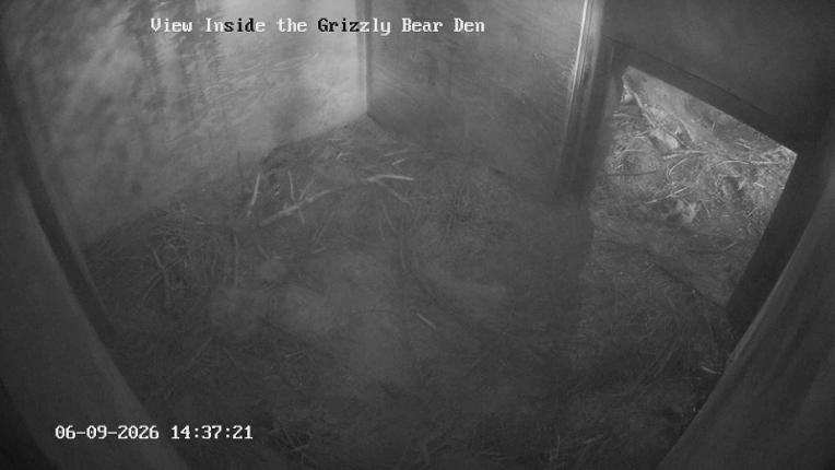 Webcam Grouse Mountain: Bear Den Cam