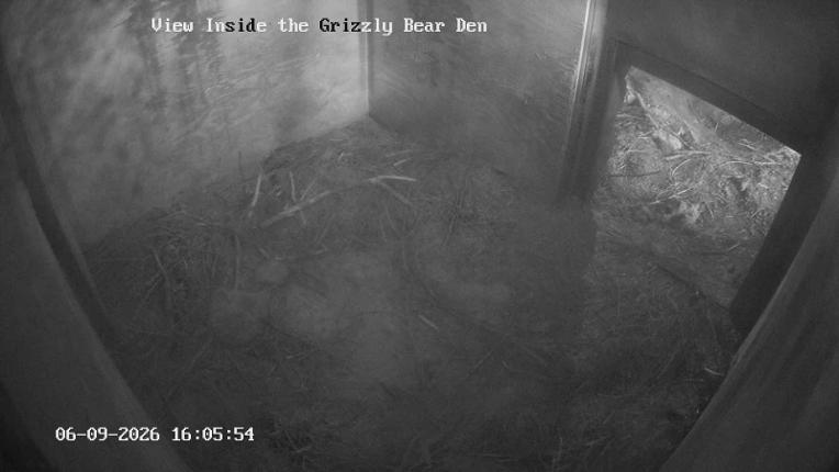 Webcam Grouse Mountain: Bear Den Cam
