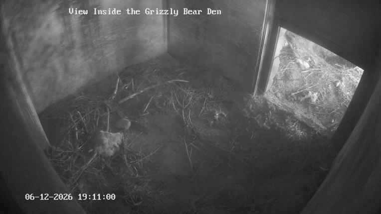 Webcam Grouse Mountain: Bear Den Cam