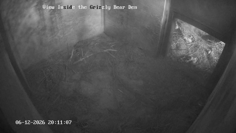 Webcam Grouse Mountain: Bear Den Cam