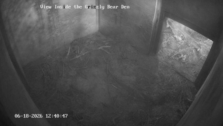 Webcam Grouse Mountain: Bear Den Cam