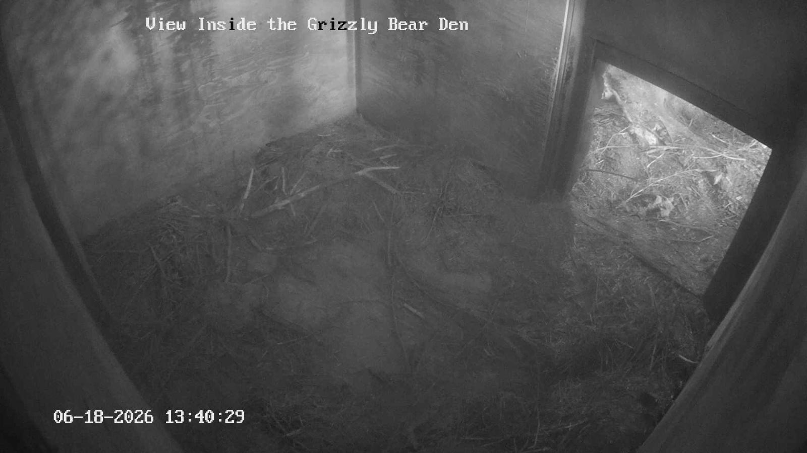 Webcam Grouse Mountain: Bear Den Cam