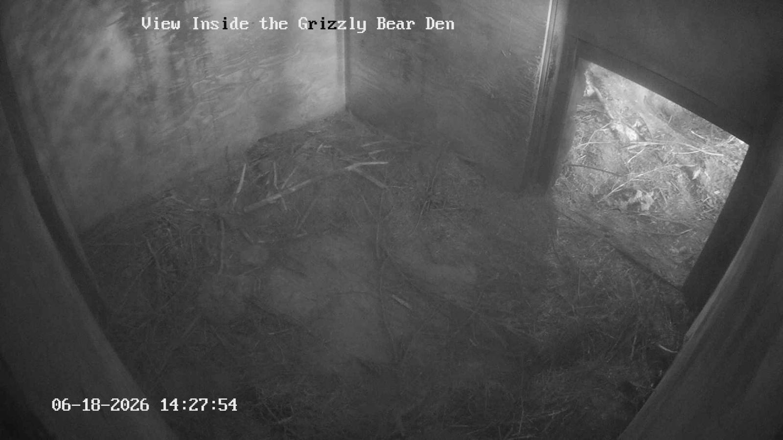 Webcam Grouse Mountain: Bear Den Cam