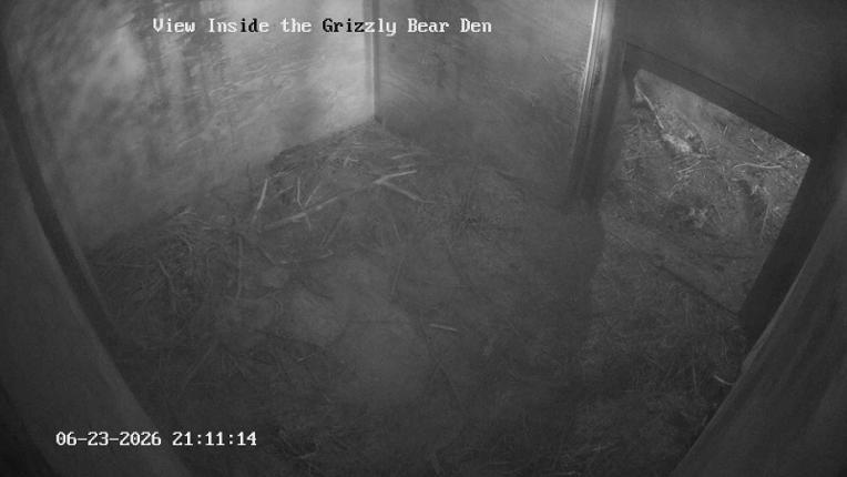 Webcam Grouse Mountain: Bear Den Cam