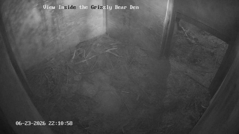 Webcam Grouse Mountain: Bear Den Cam