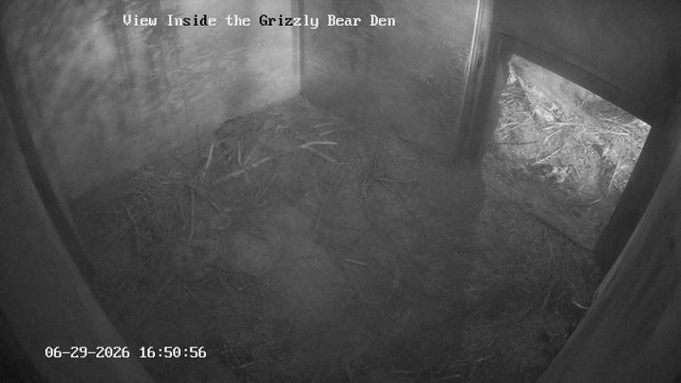 Webcam Grouse Mountain: Bear Den Cam