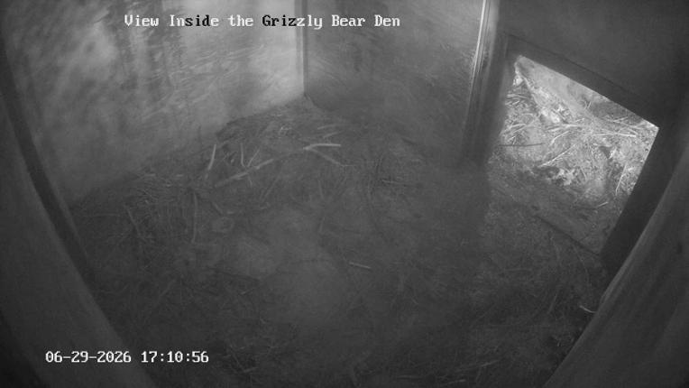 Webcam Grouse Mountain: Bear Den Cam