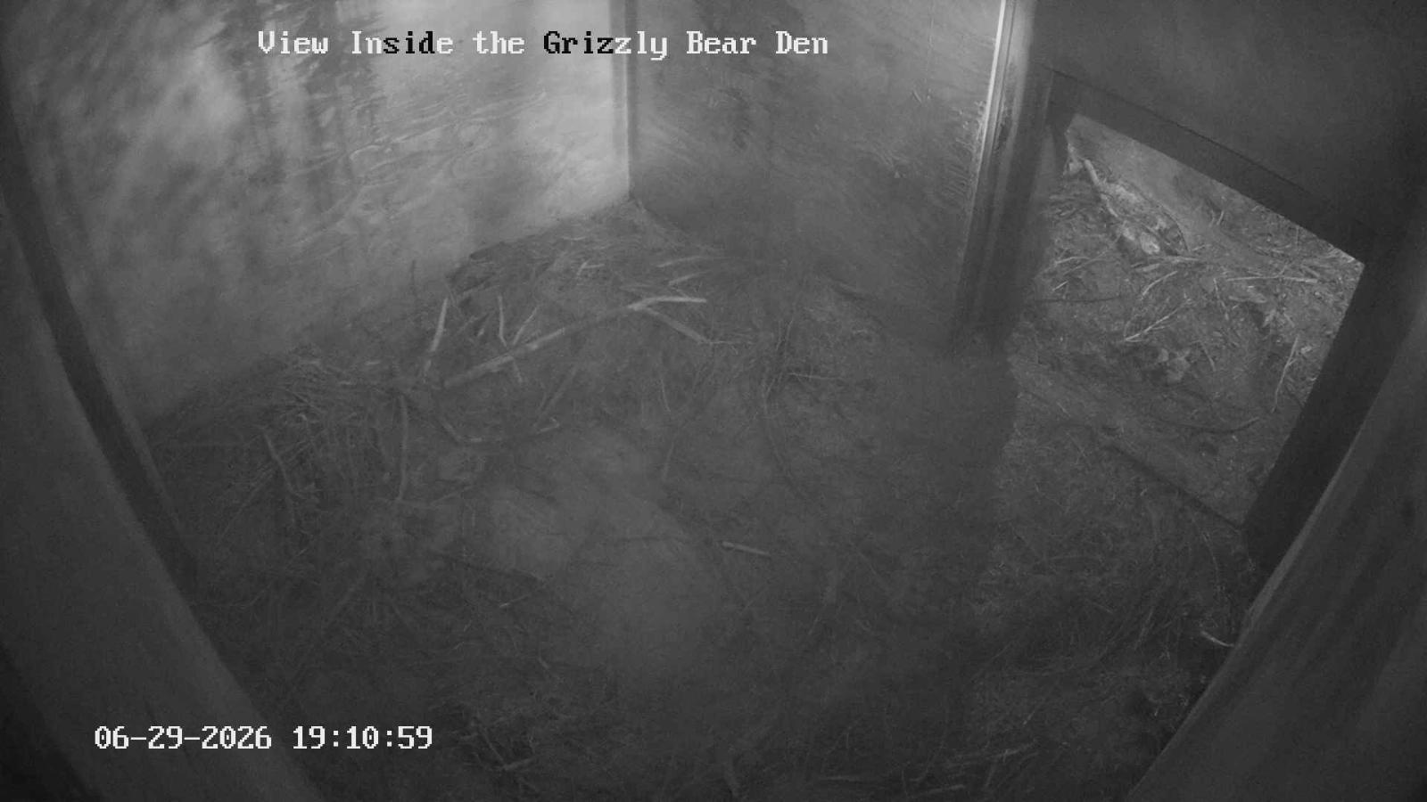 Webcam Grouse Mountain: Bear Den Cam