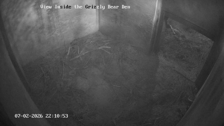 Webcam Grouse Mountain: Bear Den Cam