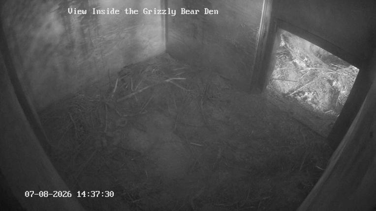 Webcam Grouse Mountain: Bear Den Cam