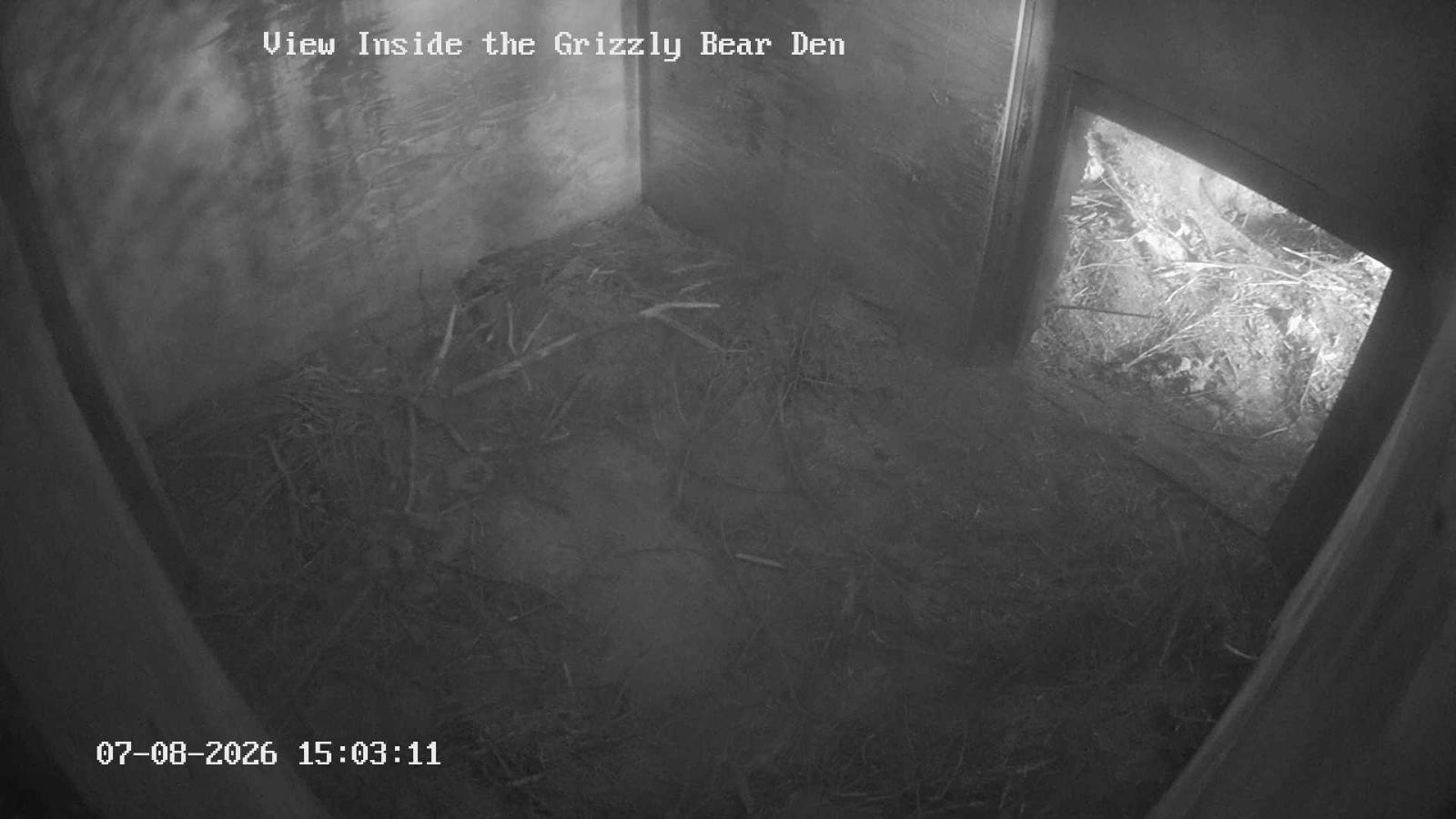 Webcam Grouse Mountain: Bear Den Cam