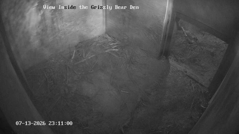 Webcam Grouse Mountain: Bear Den Cam